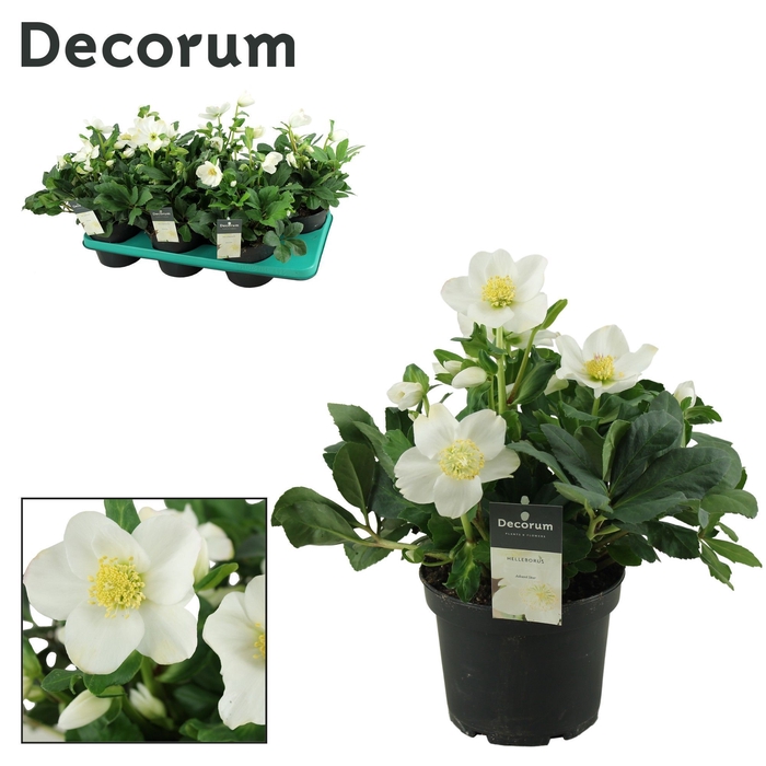 <h4>Helleborus Advent Star XL Decorum</h4>