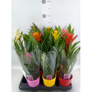 Bromelia   ...mix
