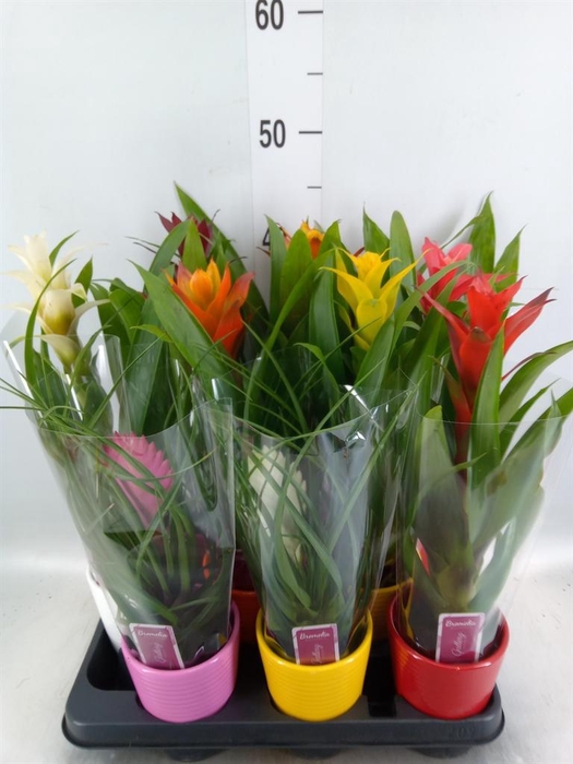 <h4>Bromelia ...mix</h4>