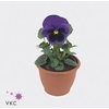 Viola wr. 'Alpha Blue wBlotch'