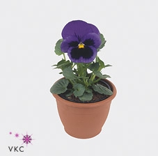 Viola wr. 'Alpha Blue wBlotch'