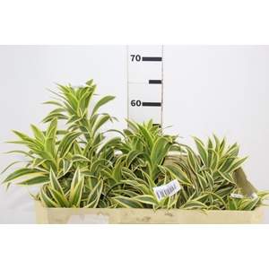 FOLHAGEM DRACENA PLEOMELE VARIEGATA