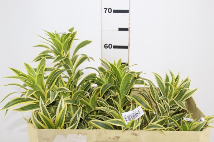 <h4>FOLHAGEM DRACENA PLEOMELE VARIEGATA</h4>