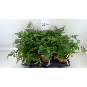 Humata griffithiana var. tyermannii