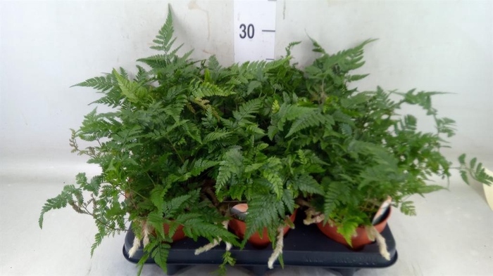 <h4>Humata griffithiana var. tyermannii</h4>