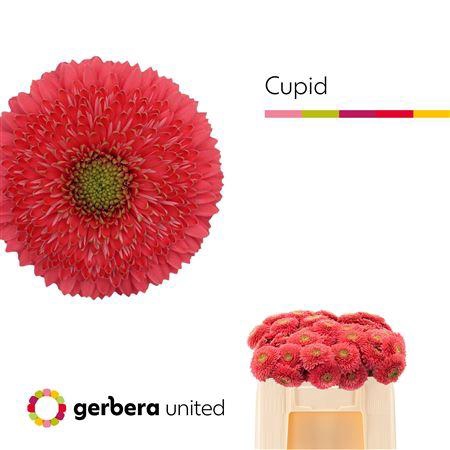 <h4>GE MI POM TERRA CUPID</h4>
