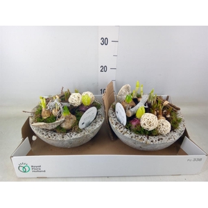 Arr.   Bol/Knolgewas L%