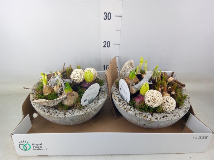 <h4>Arr. Bol/Knolgewas L%</h4>