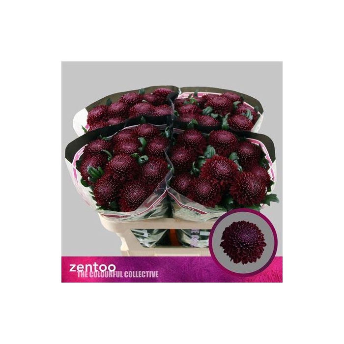 <h4>Chr G Poker</h4>