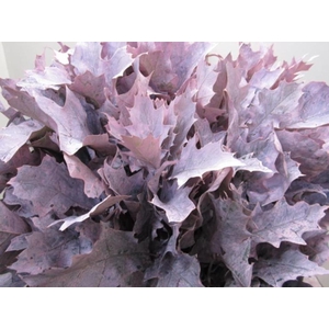 Querc Rubra Rose (frost)