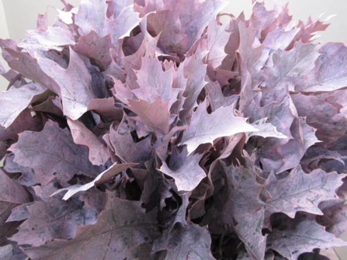 Querc Rubra Rose (frost)