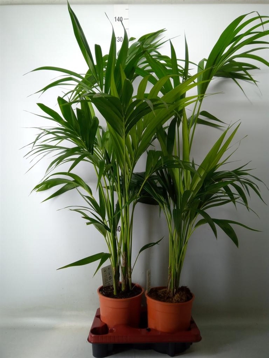 <h4>Howea forsteriana</h4>