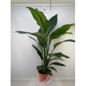 Spathiphyllum  'Sensation'