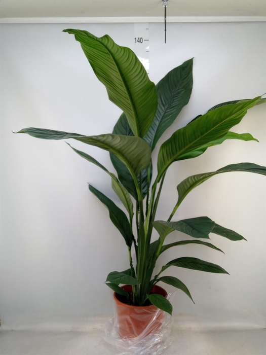 <h4>Spathiphyllum  'Sensation'</h4>
