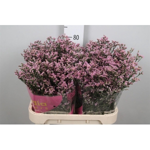 Lim Sin Blush Diamond