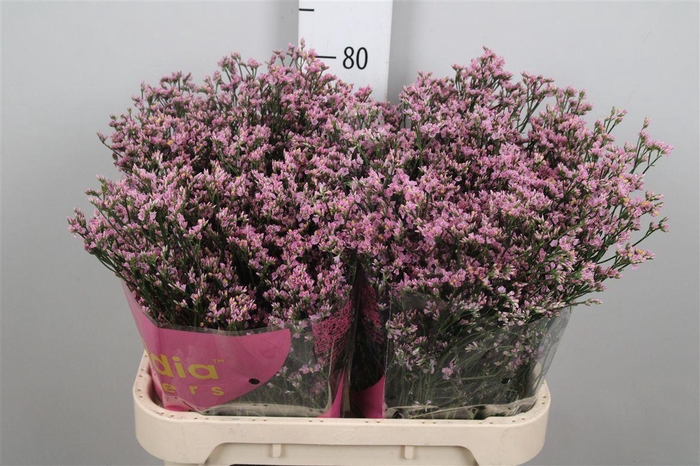 <h4>Lim Sin Blush Diamond</h4>