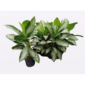 Aglaonema Silver bay 17Ø 65cm 2pp