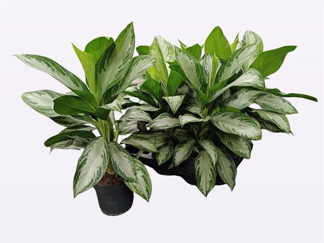 Aglaonema Silver bay 17Ø 65cm 2pp