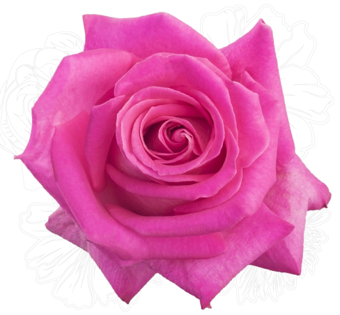 <h4>R Gr Topaz Hot Pink 50cm EC</h4>