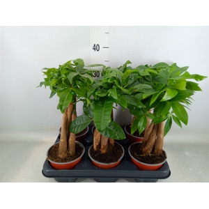 Pachira aquatica