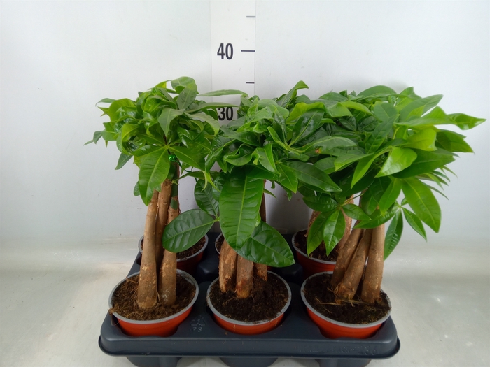 <h4>Pachira aquatica</h4>