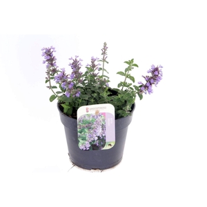 Nepeta