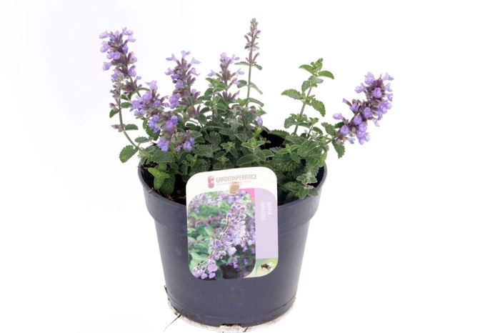 <h4>Nepeta</h4>