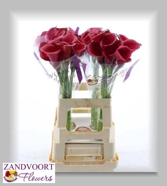 <h4>ZANT RED SALSA</h4>