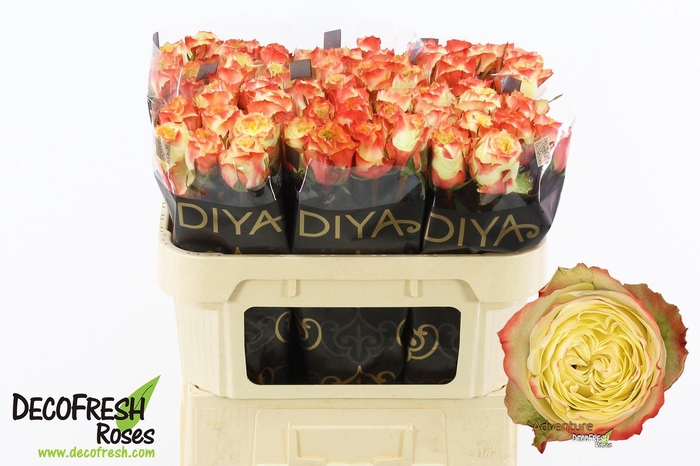 <h4>R Gr Adventure</h4>