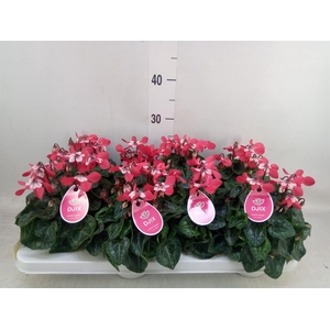 Cyclamen KL 'Djix'