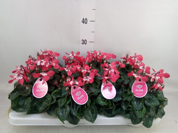 <h4>Cyclamen KL 'Djix'</h4>