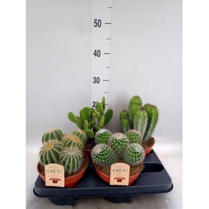 Cactus   ...mix