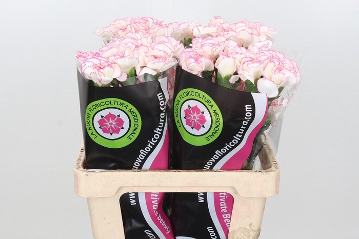 Dianthus St Poirot Bianco