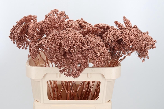 Ammi Zaad Kl Bh Koper