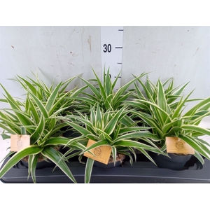 Chlorophytum com. 'Ocean'
