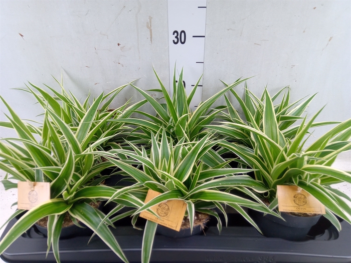 <h4>Chlorophytum com. 'Ocean'</h4>