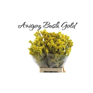 ANIGOZ BUSH GOLD