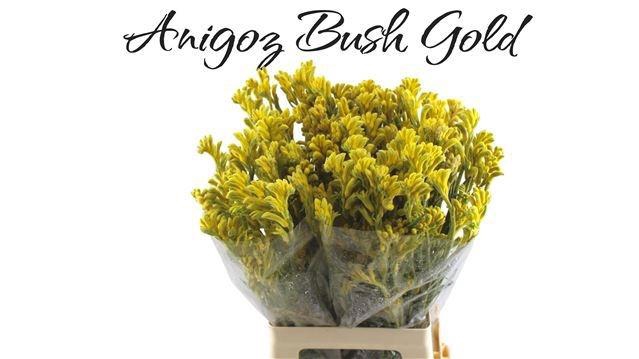 <h4>ANIGOZ BUSH GOLD</h4>