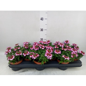 Verbena  'Drums Purple Red'