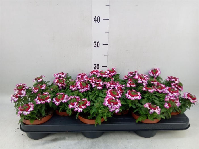 <h4>Verbena 'Drums Purple Red'</h4>
