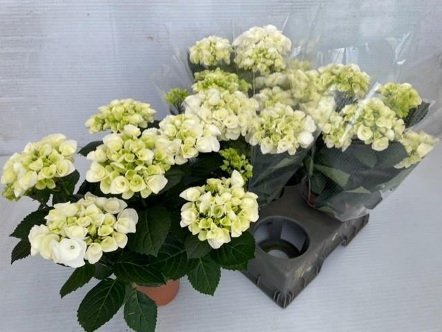 <h4>HYDR M HI ICE</h4>