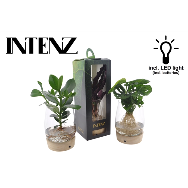 <h4>Intenz mix in Kingston glas + LED + verpakking - levertijd: 24 u</h4>