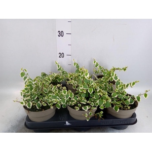 Ficus pumila 'Belle Sunny'