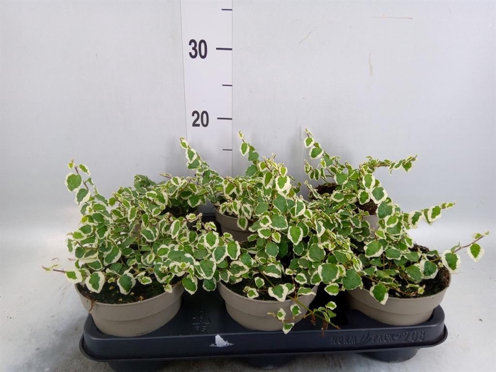 <h4>Ficus pumila 'Belle Sunny'</h4>