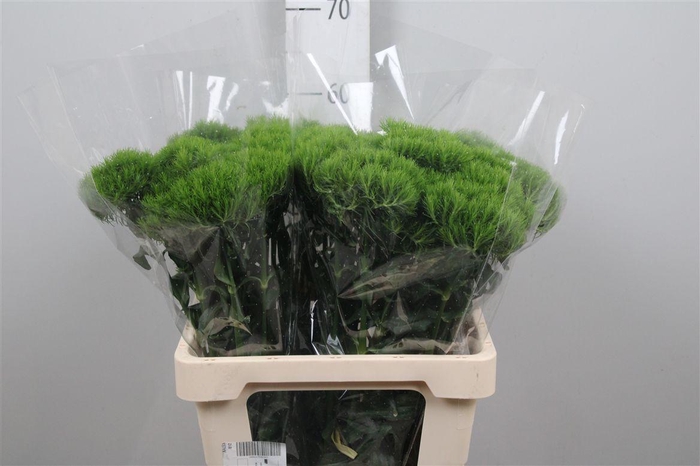 <h4>Di Barb Kiwi Mellow</h4>