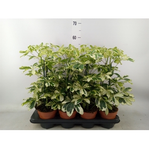 Schefflera arbor. 'Charlotte'