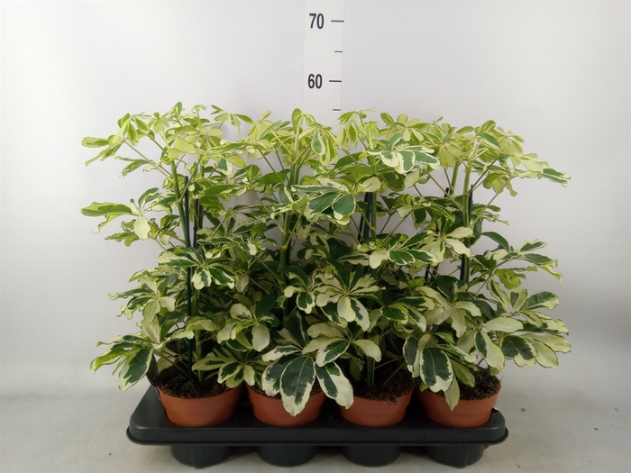 <h4>Schefflera arbor. 'Charlotte'</h4>