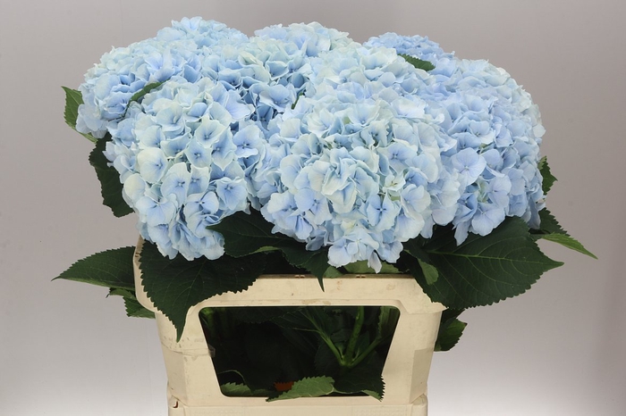 <h4>Hyd Verena Blue Pale</h4>