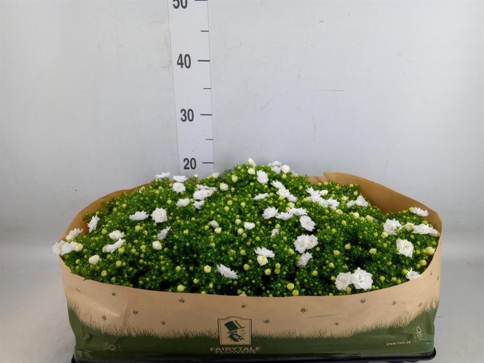 <h4>Campanula ...</h4>