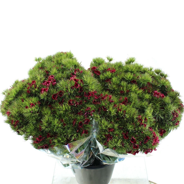 <h4>Di Barb Ball Dark Red Super</h4>